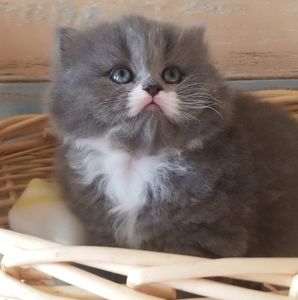 Meet your Posher, Faye